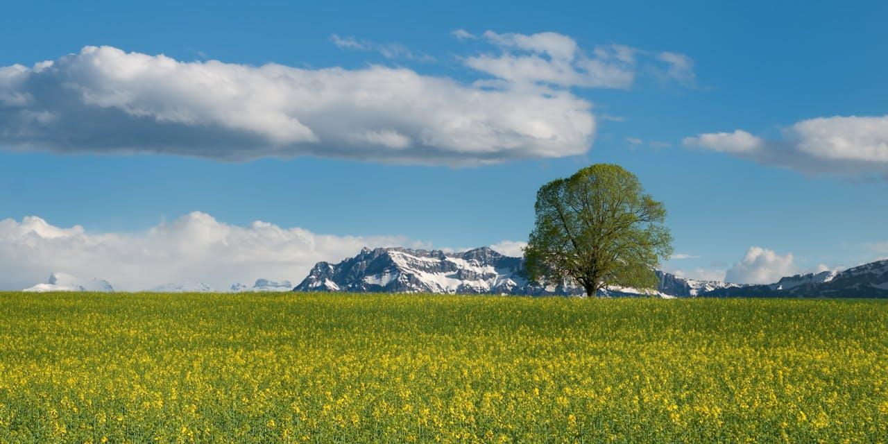 Champ de fleurs avec un seul arbre contre des montagnes enneigées sous un ciel bleu avec des nuages