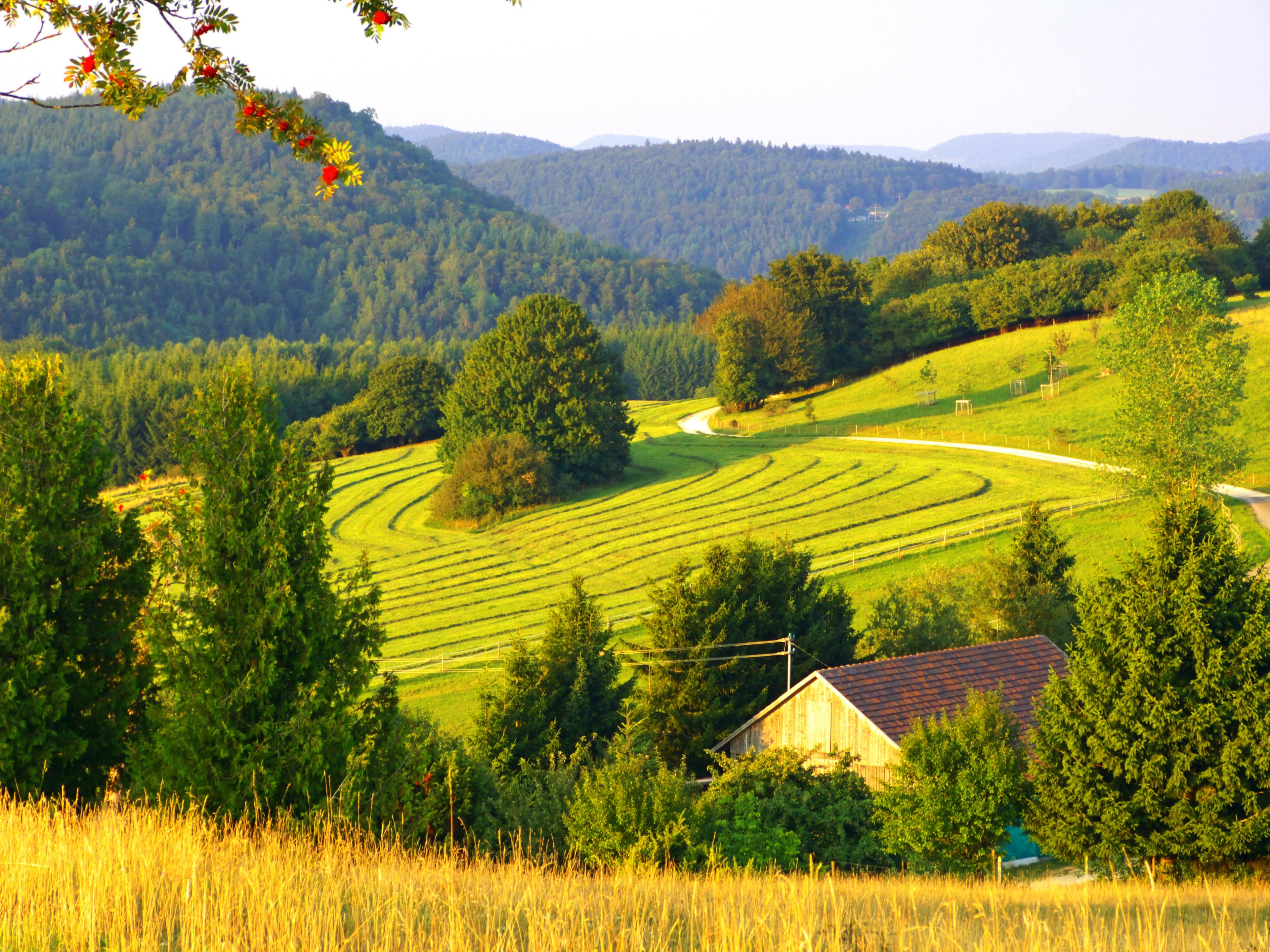 Grüne Hügel, Bauernhaus, sanfte Landschaft.