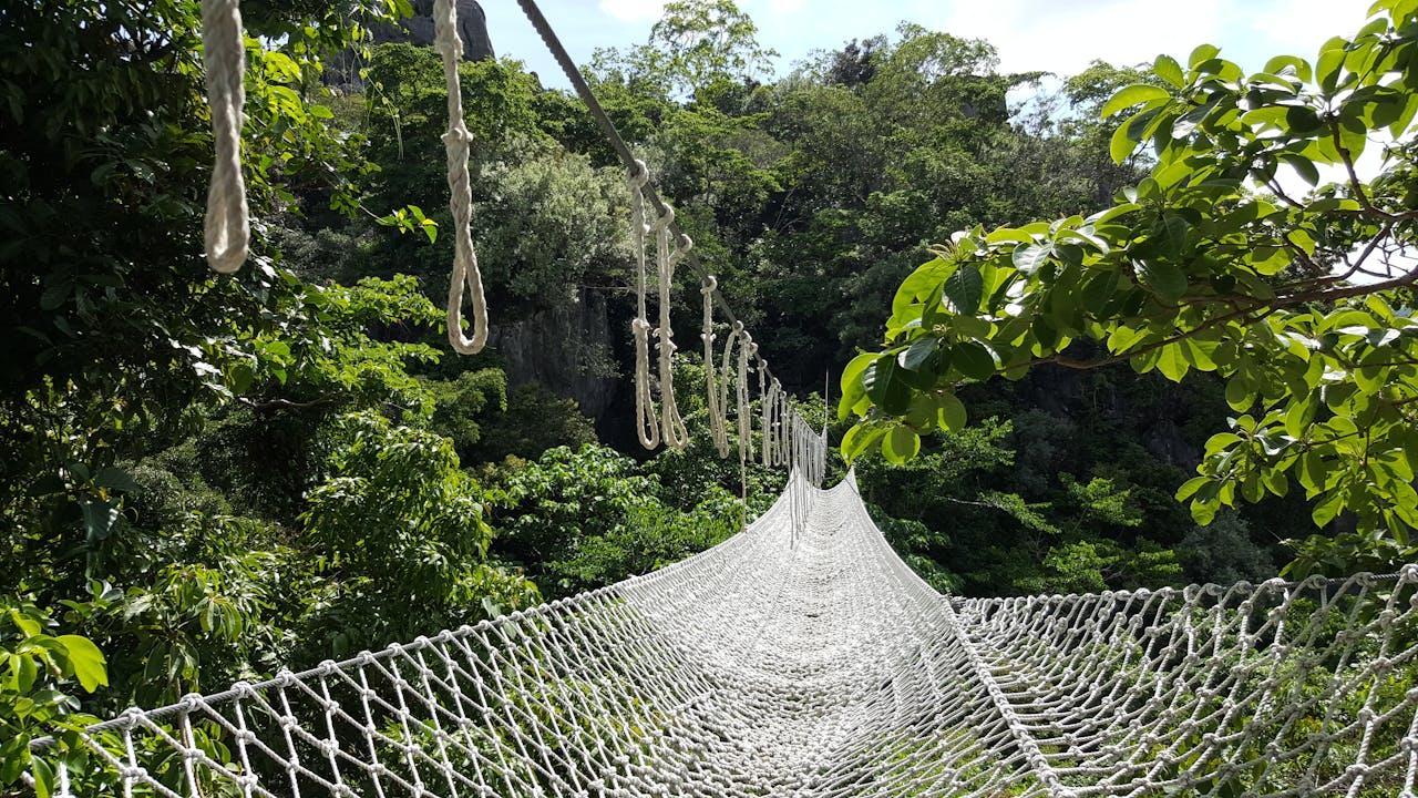 Suspension rope bridge in tropical jungle.