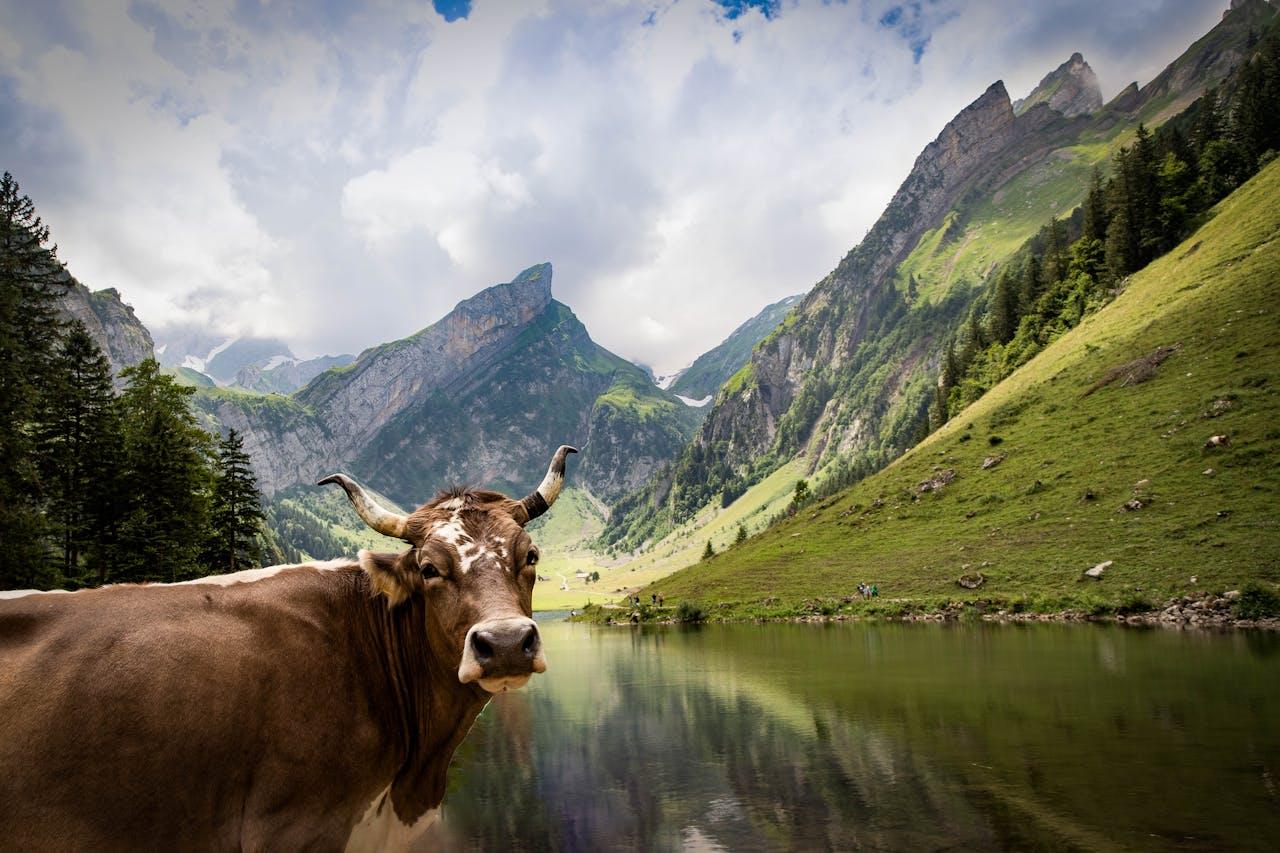 Vache en lisière de forêt, montagnes en arrière-plan.