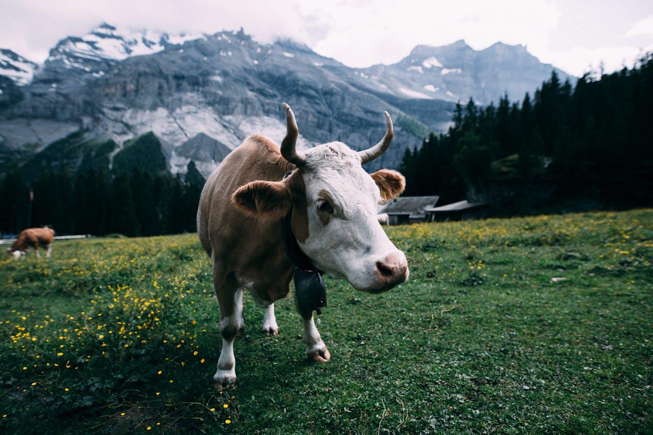 Kuh auf grüner Wiese, Berge.