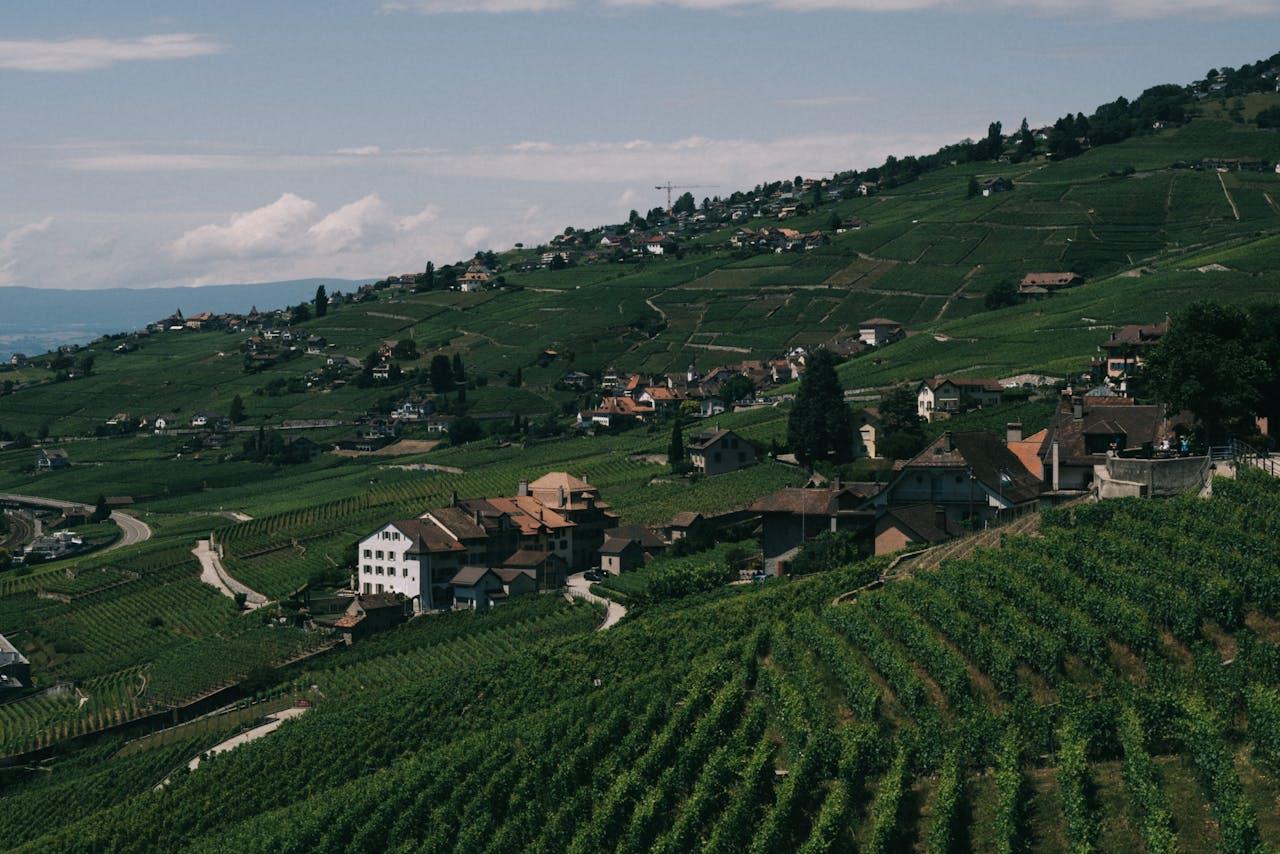 Vigneto con colline e case.